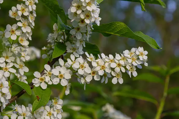 Prunus padus 'un narin beyaz çiçekleri ilkbaharda çiçek açar. Doğal güzelliklerle dolu huzurlu bir ortamda yemyeşil yapraklarla çelişir..