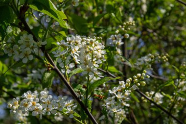 Prunus padus 'un dallarında açan beyaz çiçekler, dingin bir ilkbahar manzarasında taze yeşil yaprakların zeminine karşı güzelliklerini sergiliyor..