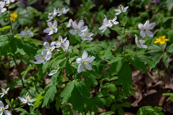 Isopyrum thalictroides 'in beyaz çiçekleri bahar ormanlarında yemyeşil yaprakların arasında yeşerir ve çiçek açan mevsimde doğanın güzelliğini ve yenilenmesini gösterir..