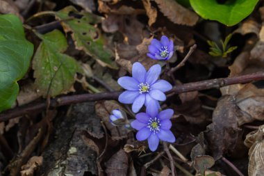Mor hepatika çiçekleri, ilkbahar ormanın erken dönemlerinde kurumuş yaprakların arasında zarif bir şekilde ortaya çıkar. Doğanın güzelliğini ve yenilenmesini yumuşak güneş ışığında sergiler..