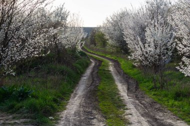 Kıvrımlı, kiraz çiçekli ağaçlarla çevrili bir toprak yol baharda sakin bir atmosfer yaratır. Yemyeşil otlar, doğal güzelliği artıran patikanın sınırında..