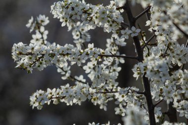 Prunus cerasifera 'nın çiçek açan dalları yerel bir parkta sakin bir öğleden sonra yürüyüşü sırasında bahar güneşinde narin beyaz çiçekler sergiliyor..