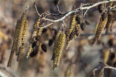 Gündüz vakti suyun yanında büyüyen karakteristik kozalaklara sahip yaygın kızılağaç ağacı.