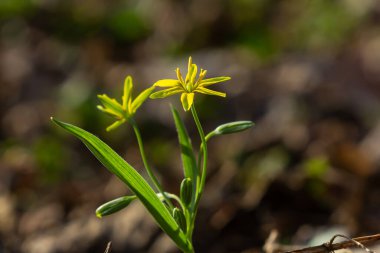 Sarı Beytüllahim Yıldızı taze yeşil yeşillikler ve toprak tonları ile çevrili ağaçlık bir alanda filizlenir ve bahar ormana hayat verir..