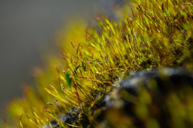 Redshank yosunu, güneş ışığı altında büyüyen kayalık bir yüzeyde kırmızımsı sporofit saplarını gösteriyor. Doğanın canlı renklerini yakından gösteriyor..