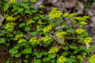 Chrysosplenium 'un parlak sarı çiçekleri, baharın erken zamanlarındaki rutubetli ortama uyum sağlayan gölgeli orman zemininde, zengin yeşil yapraklar arasında çiçek açar..