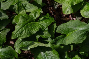 Arum maculatum 'un parlak ok şekilli yaprakları genellikle Cuckoo Pint olarak bilinir benekli bir gölgelik altında gelişir ve ağaçlık alanda yemyeşil bir halı oluşturur..