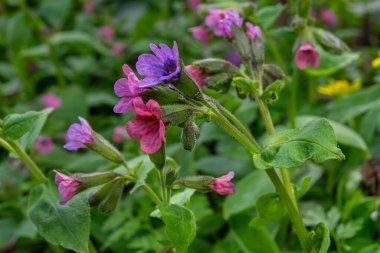 Akciğer otu ormandaki tıbbi özellikleriyle ünlüdür. Mor ve pembe çiçekleri baharın başlarında yeşil yapraklar arasında renkli bir görüntü oluşturur..