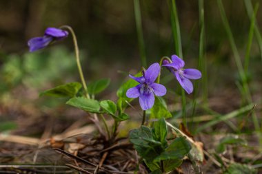 Narin, tatlı mor çiçekler canlı, yeşil bir ormanda çiçek açıyor. Sıcak bir günde güneşi emerek huzurlu ve güzel kokulu bir atmosfer yaratıyor..