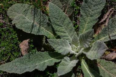 Gündüz vakti, yeşil çimenler ve diğer bitkilerle çevrili eşsiz bir dokuya sahip geniş tüylü yapraklar sergileyerek, yaygın mullein ortamında gelişir..