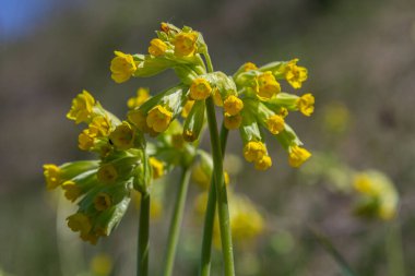 Primula veris 'in parlak sarı çan şeklindeki çiçekleri, baharın erken dönemlerinde huzurlu bir ortama girdiğinin sinyallerini veriyor..