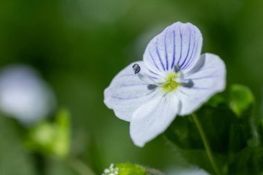 Germander Speedwell, doğanın güzelliğini ön plana çıkaran bahar mevsiminde canlı yeşil yapraklarla çevrili ince damarlı çarpıcı mavi çiçekleri sergiliyor..