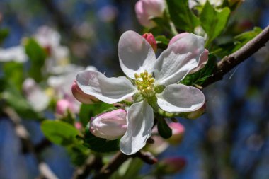 Bahar boyunca canlı bir bahçede çiçek açan elma ağaçları açık mavi gökyüzünün altında narin beyaz yapraklar ve taze yeşil yapraklar sergiliyor..