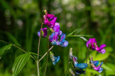 Lathyrus Sylvestris 'in canlı iki tonlu çiçekleri çiçek açan mevsimde vahşi çiçeklerin cazibesini vurgulayan yeşil bir ortamda gelişir..
