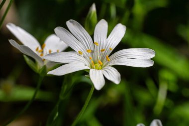İlkbahar ormanları dikişotu çiçekleriyle süslenir. Beyaz yaprakları güneş ışığında parlarken yemyeşil yapraklar arasında tozlaştırıcıları çeker..