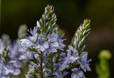 Veronica Longifolia 'nın canlı mavi çiçekleri yemyeşil bir bahçede dimdik durur. Bahar mevsiminin tazeliğinin ortasında tozlayıcıları çeker ve benzersiz şekillerini sergilerler..