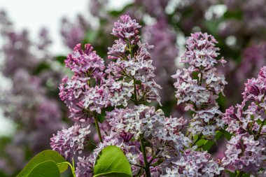 Sıradan leylakların hoş kokulu mor çiçekleri canlı bahar mevsiminde havayı tatlı aromalarıyla dolduran bir bahçede çarpıcı bir görüntü oluşturur..