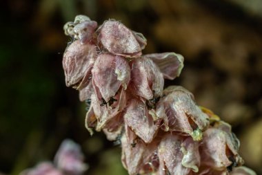 Toothwort Lathraea karesi, kendine özgü pembe çiçeklerini bir ormanda sergiler. Bereketli çevre bu büyüleyici bahar çiçeğini çevreledi..