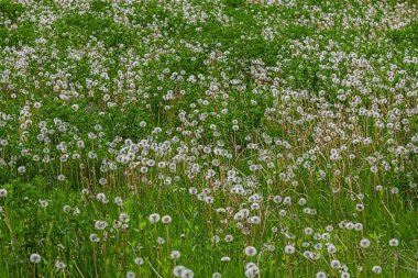 Taraxacum officinale otlağının yaygın büyümesi verimli yeşil bir alanda görülebiliyor. Tüylü tohum başlarını bahar zamanı açık gökyüzünün altında sergiliyorlar..
