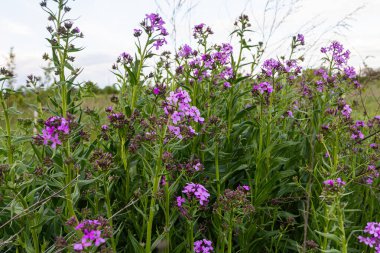 Hesperis matronalis 'in mis kokulu leylak pembesi çiçekleri bahar boyunca canlı yeşil bir alanda tozlaştırıcıları çeker. Bu uzun ömürlü bitki doğal yaşam alanını güzelliklerle dolduruyor..