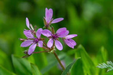 Erodyum cicutarium 'un narin pembe çiçekleri zengin yeşil yapraklar arasında ortaya çıkar ve bu bitkinin doğal yaşam alanındaki güzelliğini gösterir..