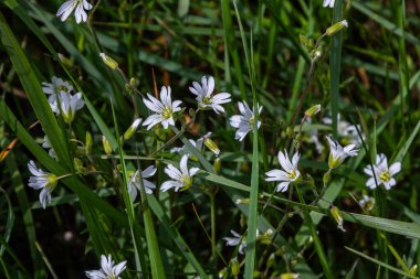 Beyaz yıldız şeklinde çiçekleri olan çim yosunları baharda güneşli bir çayırda bol bol yeşil çimlerin arasında yetişir..