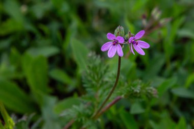 Erodyum cicutarium, bahar mevsiminde yeşil bir arazide gelişen ince yapraklı canlı pembe çiçeklere sahip doğanın güzelliğini sergiliyor..