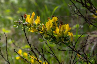 Karagana ağaçlarının canlı sarı çiçekleri yeşil çimenlere karşı duruyor. Güneş ışığıyla dolu doğal bir yaşam alanında baharın zirvesini sergiliyorlar..