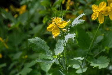 Chelidonium majus 'un canlı sarı çiçekleri bu bitkinin gün ışığında doğal ortamında yeşerdiğini gösteren zengin yeşil yapraklara karşı dururlar..