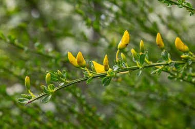 Cytisus Scoparius 'un parlak sarı çiçekleri güneşli bir günde yemyeşil bir bahçede serpilmiş Ortak Süpürge Odasının güzelliğini gözler önüne seriyor..