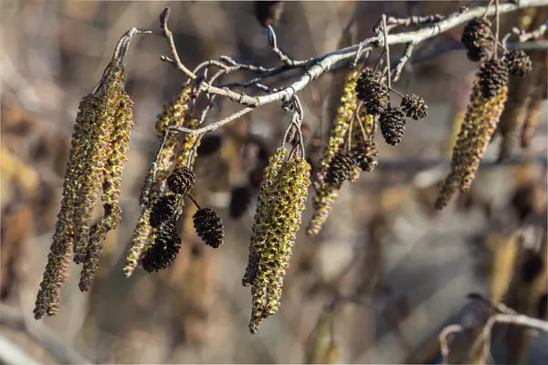 Gündüz vakti suyun yanında büyüyen karakteristik kozalaklara sahip yaygın kızılağaç ağacı.