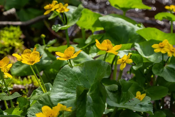 Parlak sarı kadife çiçekleri yemyeşil yapraklarla çevrili yemyeşil sulak bir arazide serpilmiş ve sakin bir bahar gününde güneş ışığını yansıtmaktadır..
