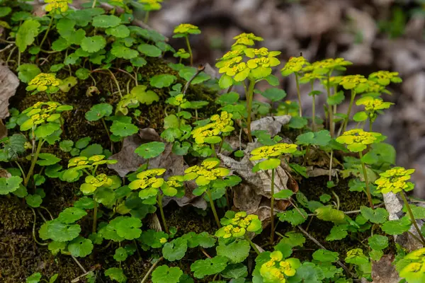 Chrysosplenium 'un parlak sarı çiçekleri, baharın erken zamanlarındaki rutubetli ortama uyum sağlayan gölgeli orman zemininde, zengin yeşil yapraklar arasında çiçek açar..
