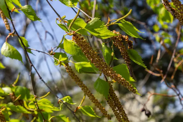 Warty huş ağacı vitrinleri Catkins ve canlı yeşil yapraklar asılı berrak mavi bir gökyüzüne karşı sergileniyor. Huzurlu bir ortamda doğanın güzelliğini gösteriyor..