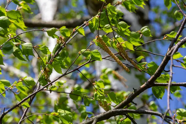 Vurucu beyaz kabuklu gümüş huş ağaçları sarkmış kedi derileri ve yemyeşil yaprakları berrak mavi gökyüzünün altında sergiliyor baharın gelişinin canlılığını vurguluyor..