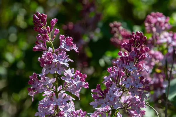 Güzel kokulu leylak çiçekleri tam bahar ihtişamı ile zengin mor renkler ve yemyeşil zemin.