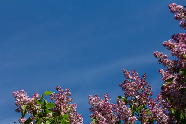 Mor leylak çiçekleri parlak mavi gökyüzüne karşı canlı bir şekilde açar güneşli bir ortamda güzelliklerini ve kokularını sergilerler..