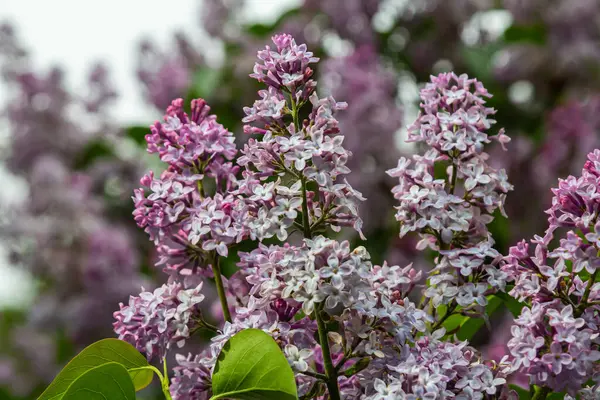 Sıradan leylakların hoş kokulu mor çiçekleri canlı bahar mevsiminde havayı tatlı aromalarıyla dolduran bir bahçede çarpıcı bir görüntü oluşturur..