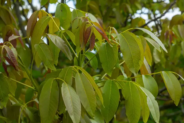 Juglan rejiminin yemyeşil yapraklarını gözlemleyen İran ceviz ağacı, ılık gündüz saatlerinde sakin bir bahçede..