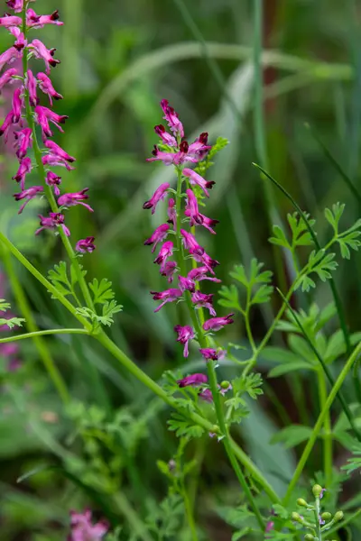Mor pembe buharlı çiçekler yemyeşil yapraklara karşı duruyor canlı bir bahar manzarasında bitkilerin güzelliğini gösteriyor..