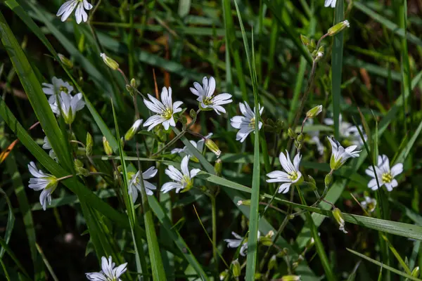 Beyaz yıldız şeklinde çiçekleri olan çim yosunları baharda güneşli bir çayırda bol bol yeşil çimlerin arasında yetişir..