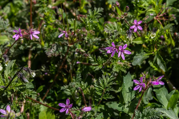 Bu bitkisel bitki olan Erodyum cicutarium, ince ince parçalara ayrılmış yapraklarıyla birlikte bahar aylarında yemyeşil bir ortamda gelişen pembe çiçekleri sergiler..