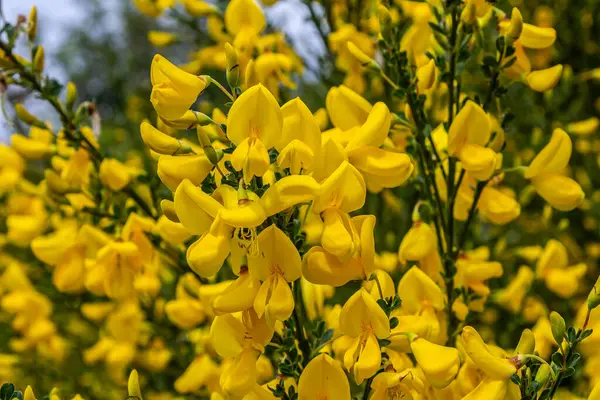 Scotch Broom 'un parlak sarı çiçekleri yemyeşil bir bahçe ortamında gelişir. Üç yapraklı yapraklar, bahar manzarasına canlılık katan neşeli çiçekleri tamamlıyor..