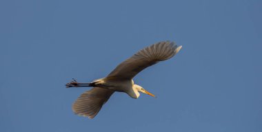 Ardea Alba alçakgönüllülüğü, öğle vakti sulak kıyılarda yiyecek ararken etkileyici kanat açıklığını gösteren parlak mavi gökyüzünde zahmetsizce süzülür..