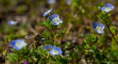 Parlak mavi Alman Speedwell çiçekleri sıcak bahar güneşinin altındaki canlı bir bahçede nektar arayan bir arıyı cezbeder..