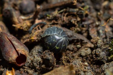 Çürüyen yapraklar ve dallar arasında zengin kahverengi toprağa yuva yapmış siyah bir hap böceğinin yakın plan görüntüsü.