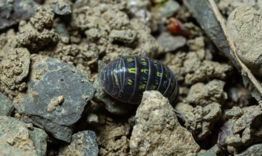 Hap böceği, toprak ve kayaların karışımına dayanır. Koyu kabuğu, sarı çizgilerle işaretlenir. Toprak dokusu ve doğal atıklarla çevrilidir..
