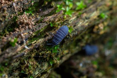 Koyu mavi bir böceğin gündüz saatlerinde yeşil yosunlarla çevrili ahşap bir kütükte sürünmesi..