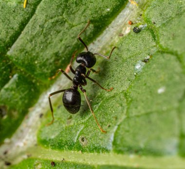 Gün ışığında yeşil bir yaprağın üzerinde sürünen siyah bir karıncayı yakından görebiliriz..