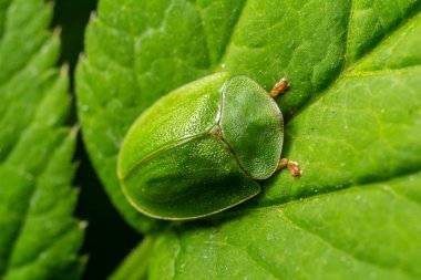 Parlak yeşil böcek güneşli bir günde yemyeşil bir bahçede canlı yeşil bir yaprağın üzerinde dinleniyor..